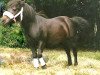 broodmare Cha-Cha-Cha (Dt.Part-bred Shetland pony, 1975, from Jiggs)