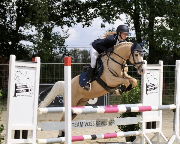 jumper Vogy's Dream CR 3 (German Riding Pony, 2017, from Voyager 2)