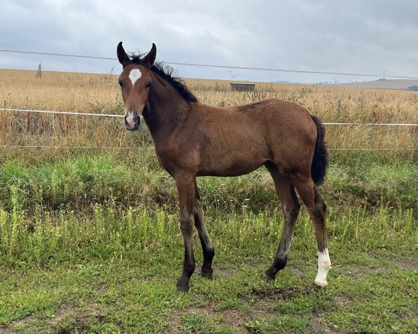 jumper Sissely MM (German Sport Horse, 2022, from Darwin Z)