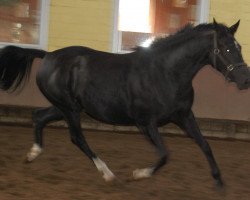 Springpferd Vanillivi (Dänisches Warmblut, 2006, von Sandro Hit)