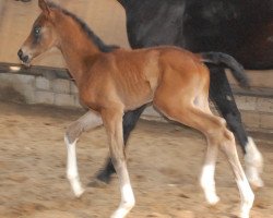 dressage horse Vleur 3 (Oldenburg, 2012, from Fidertanz)