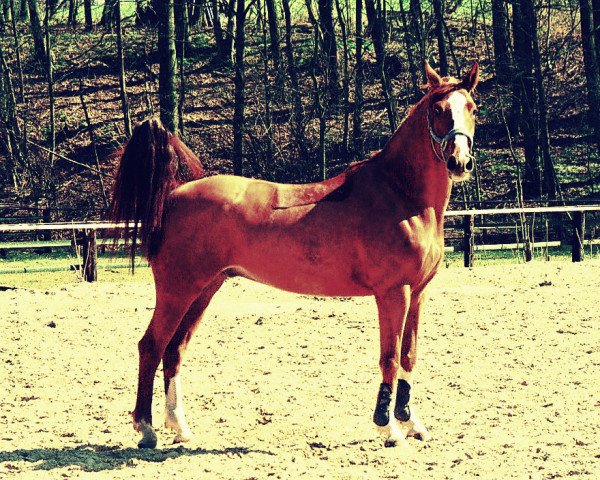 dressage horse Mortimer the dauntless (Mecklenburg, 2006, from Monjul 3495)