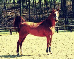 dressage horse Mortimer the dauntless (Mecklenburg, 2006, from Monjul 3495)