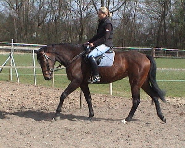 horse C'est la vie 121 (German Sport Horse, 2008, from Cassius Clay 9)