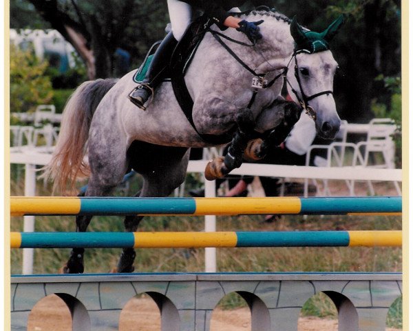 broodmare Gina Ginelli (Oldenburg, 1993, from Grandeur)