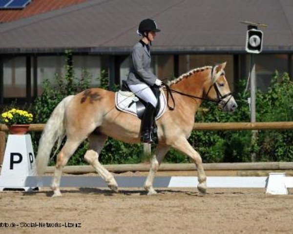 Pferd Fleckerl D (1,17% ox) (Haflinger, 2008, von Aaron-B)