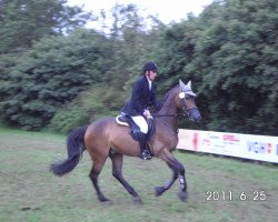 dressage horse Campino H (German Sport Horse, 2004, from Camposanto)