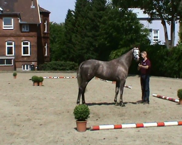 broodmare Hermes Royalle (Holsteiner, 2008, from Hermes d'Authieux AA)