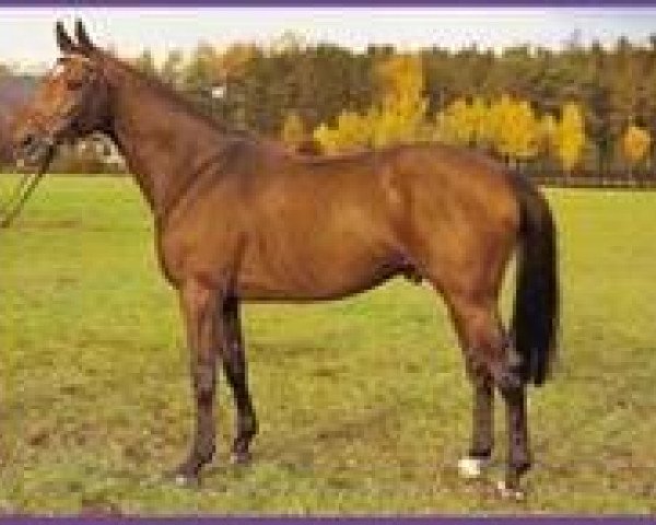 stallion Oldtimer xx (Thoroughbred, 1983, from Esclavo xx)