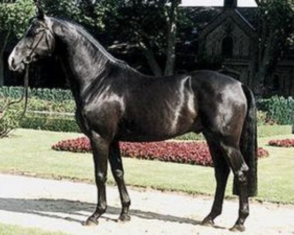 stallion Pacco II (Westphalian, 1991, from Paradox I)