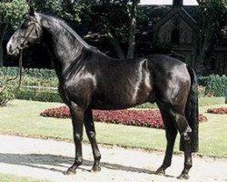 stallion Pacco II (Westphalian, 1991, from Paradox I 1697)