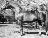 stallion Paradox I (Westphalian, 1964, from Papayer xx)
