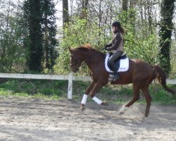 dressage horse Findefuchs (Westphalian, 2008, from Fifty Cent)