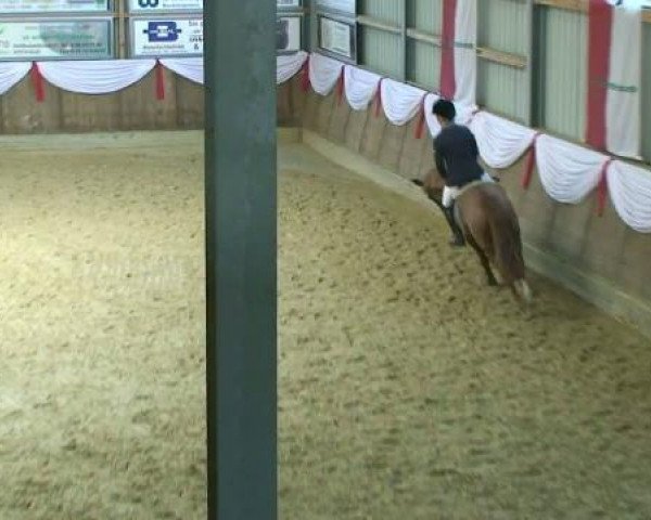 jumper Amelia 10 (New Forest Pony, 2007, from Kantje's Ronaldo)