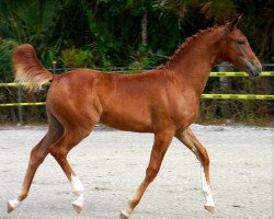 horse CF Dawntiah (Oldenburg, 2013, from Don De Marco)