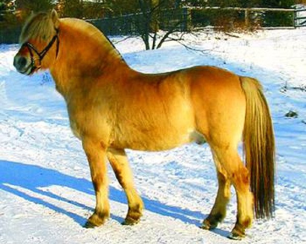 stallion Hover (Fjord Horse, 1991, from Hovdaren N.1835)
