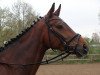 dressage horse Sommermärchen (Hanoverian, 2005, from Sandro Hit)