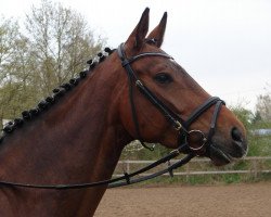 dressage horse Sommermärchen (Hanoverian, 2005, from Sandro Hit)