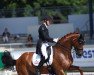 dressage horse Marshall-Bell (Danish Warmblood, 2012, from Don Romantic)