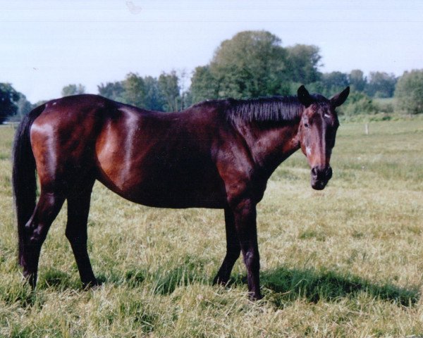 horse Jessica (Oldenburg, 1979, from Puschkin)