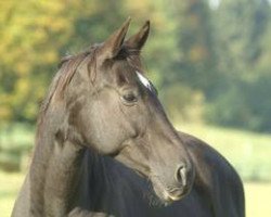 broodmare Midnight (Westphalian, 1996, from Montmartre)