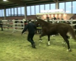 broodmare Lakisha (Westphalian, 2009, from Risohorse Locorotondo)