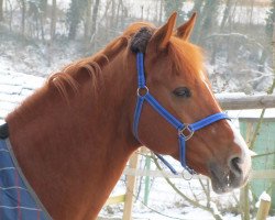 jumper Vigasz (Hungarian Warmblood, 2002, from Ginus)