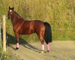 jumper Que Dana (Oldenburg show jumper, 2005, from Da Lisco)