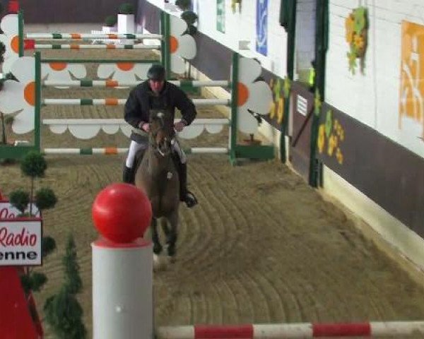 Pferd Leporello 50 (Holsteiner, 2002, von Lancer II)