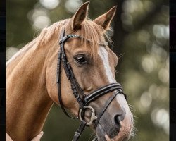 dressage horse Kwd Duke (Deutsches Reitpony, 2012, from Dimension AT NRW)