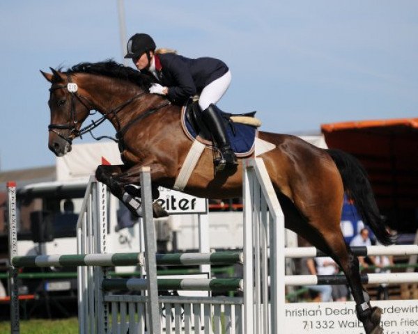 jumper Lennox 208 (Hanoverian, 2001, from Lincolm L)