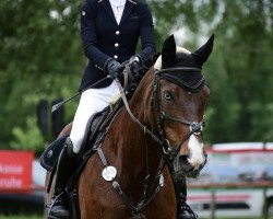 jumper Grace 417 (Hanoverian, 2008, from Goodman)