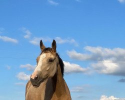 Dressurpferd Catniss (Deutsches Reitpony, 2020, von FS Champion de Luxe)