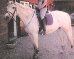 broodmare Mara-Mia (Trakehner, 1994, from Sultan)