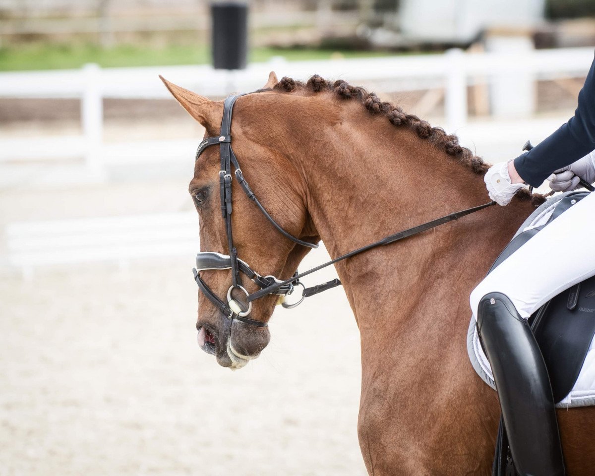 dressage horse Bisou à Toi (Hanoverian, 2015, from Breitling W)