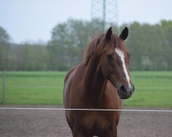 Dressurpferd Bella Sue M (Oldenburger, 2018, von Secret)