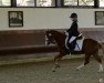 dressage horse Monto 04 (Welsh-Pony (Section B), 2004)