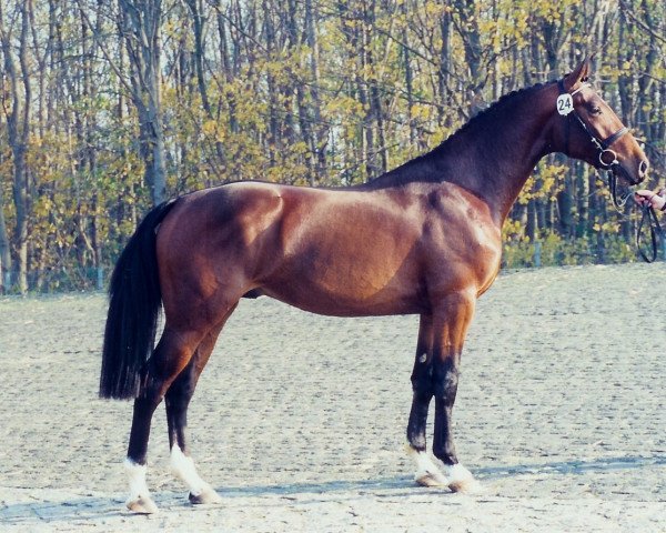 Pferd Concerto II (Holsteiner, 1992, von Contender)