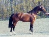 horse Concerto II (Holsteiner, 1992, from Contender)