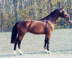 stallion Concerto II (Holsteiner, 1992, from Contender)