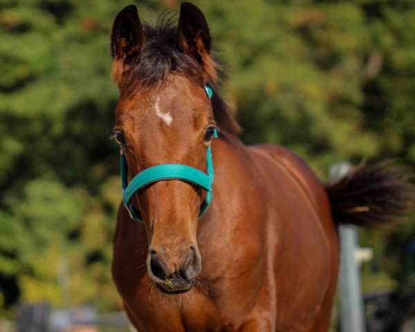 Springpferd Bella Luna Princess (Westfale, 2021, von Balous Bellini)