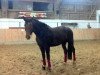 dressage horse Danny De Vito 23 (German Riding Pony, 2010, from Dance On Top)