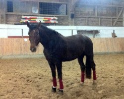 dressage horse Danny De Vito 23 (German Riding Pony, 2010, from Dance On Top)