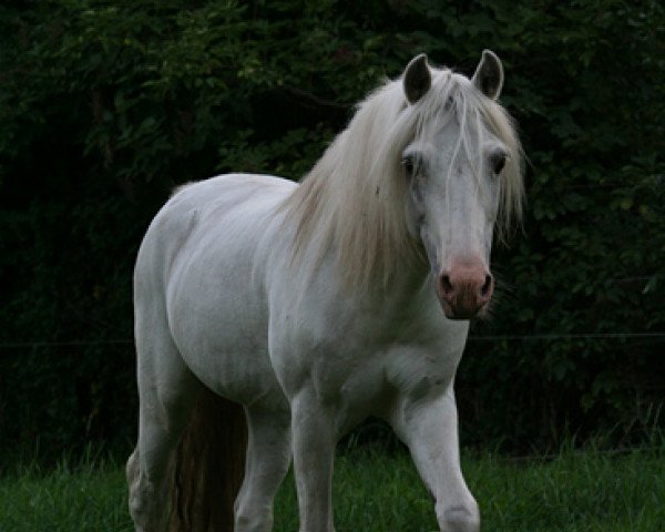 Deckhengst Widukind Radnor (Welsh Pony (Sek.B), 1990, von Racker)