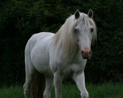 stallion Widukind Radnor (Welsh-Pony (Section B), 1990, from Racker)