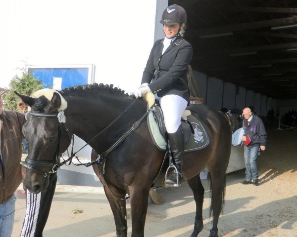 horse Heroldik Loyal (Bavarian, 2007, from Heraldik xx)