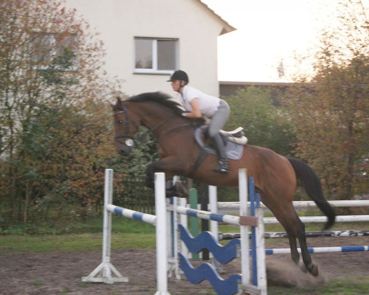 jumper Quantaro 2 (Oldenburg show jumper, 2003, from Quidam de Revel)