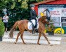 Zuchtstute Gambys Juliet (Deutsches Reitpony, 2015, von Dreidimensional AT NRW)