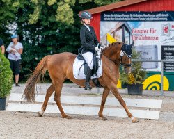 broodmare Gambys Juliet (German Riding Pony, 2015, from Dreidimensional AT NRW)