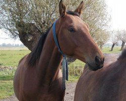 Springpferd Caminito 2 (Deutsches Sportpferd, 2009, von Cappucino)